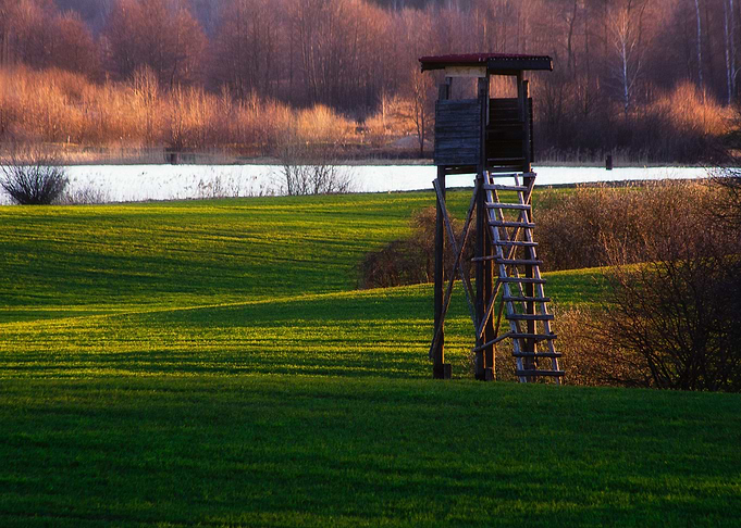 Young Cereal Field