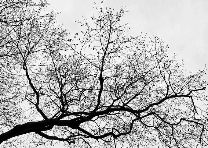 Tree Silhouette