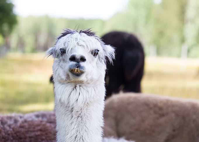Alpaca On Farm