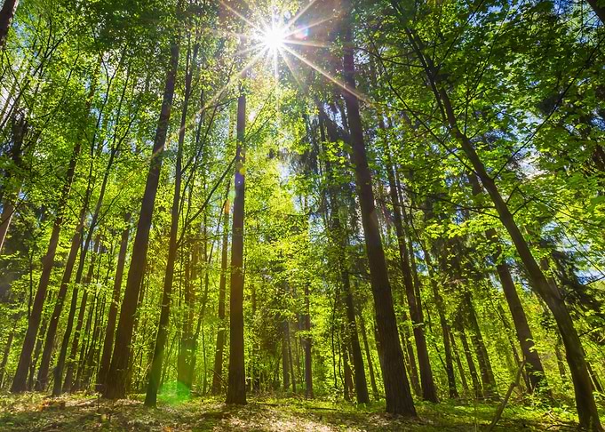Green Springtime Forest