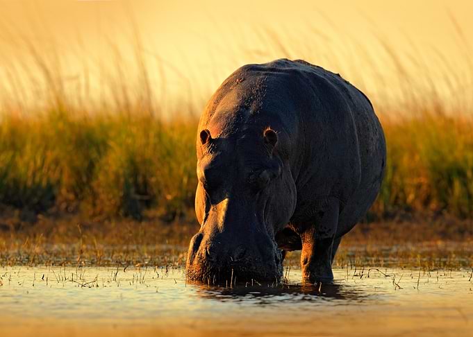 African Hippopotamus Hippo