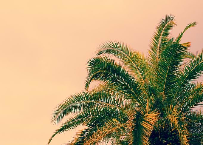 Palm Tree Against Sunrise
