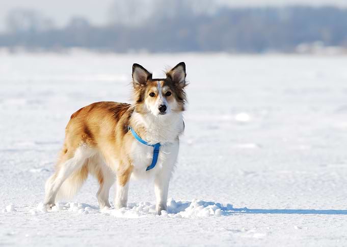 Cute Young Dog On Snow