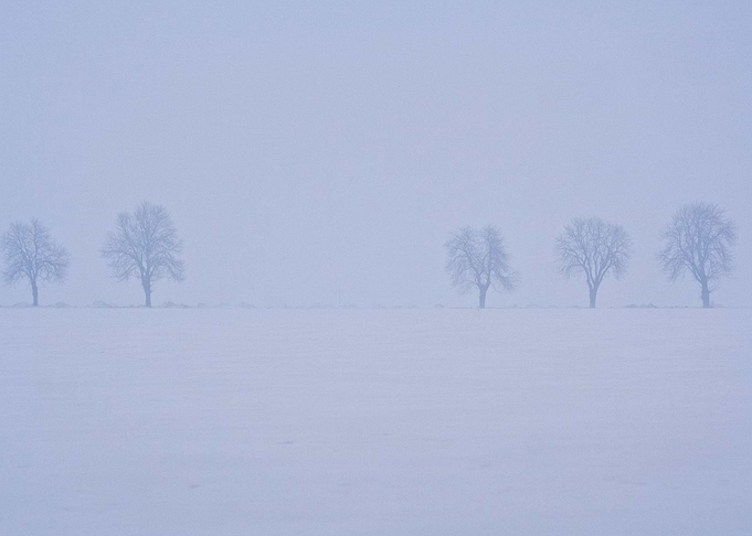 Foggy Winter Field