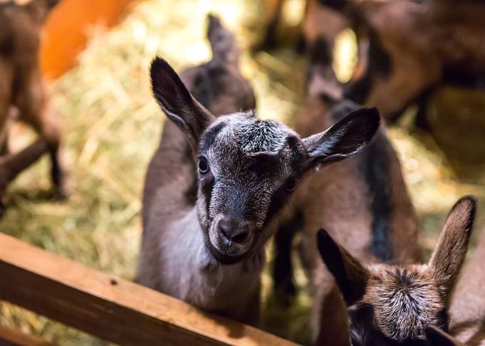 Baby Goats Portraits