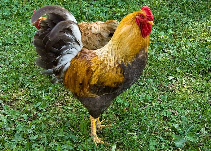 Hens In The Yard Of A Hen