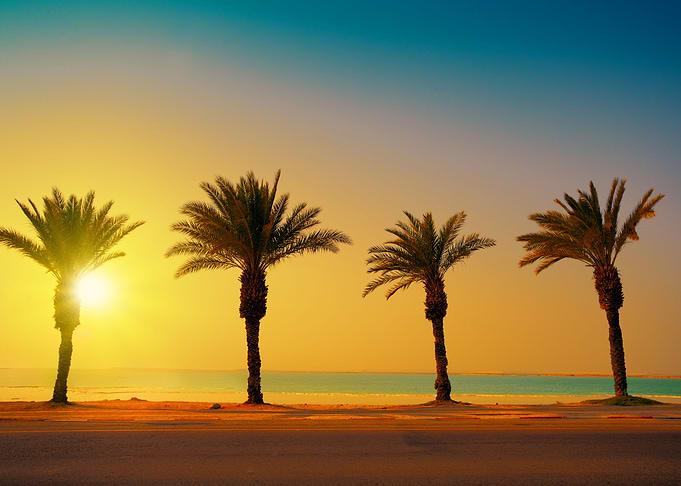 Palm Trees At Sunset