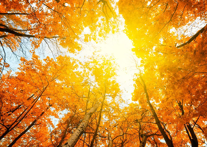 Vintage Frame From Trees W
