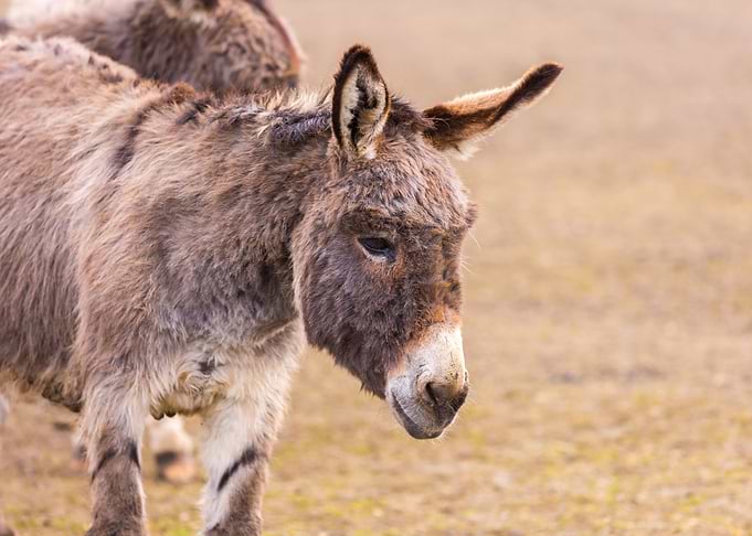 Donkey Equus Asinus