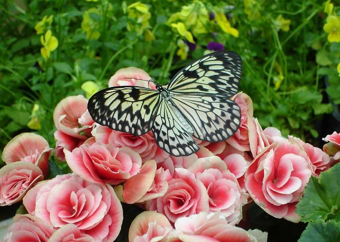 Butterfly On A Flower