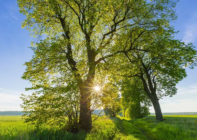 Beautiful Alley Of Trees O