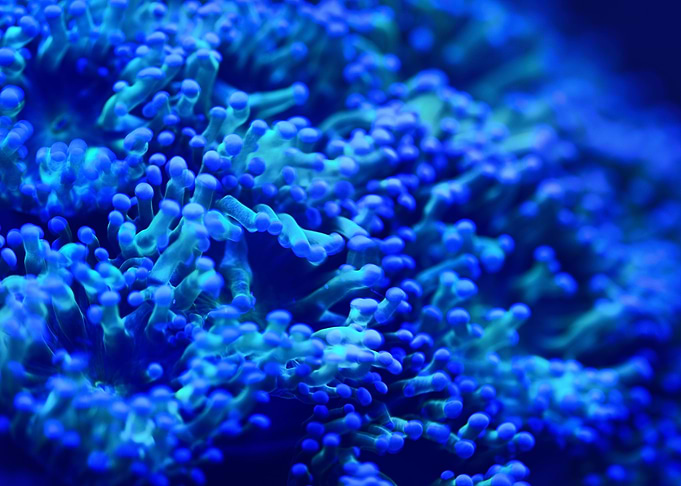 Sea Anemones And Corals In
