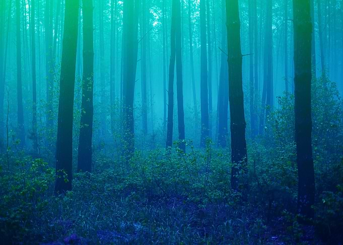 Beautiful Foggy Forest Wit