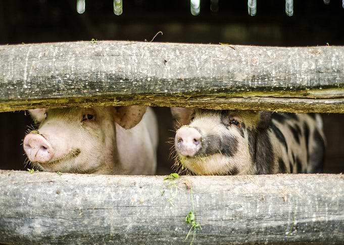 Cute Pigs