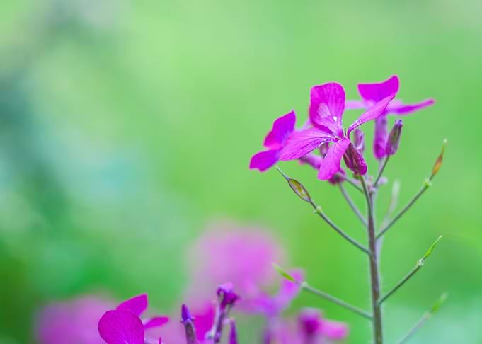 Pink Springtime Flowers