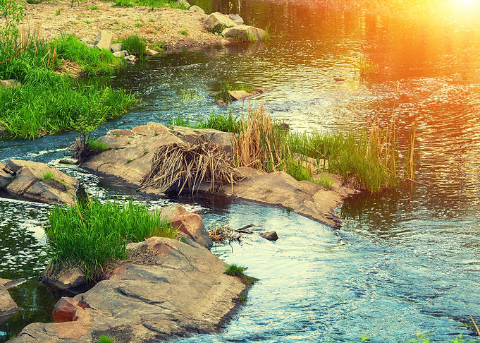 River Bank With Rocks