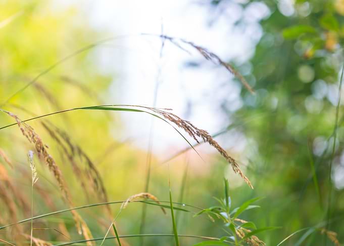 Grass Ears In Sun Light