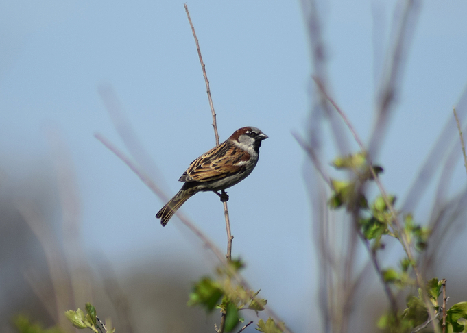 Sparrow On A Branch Of A C