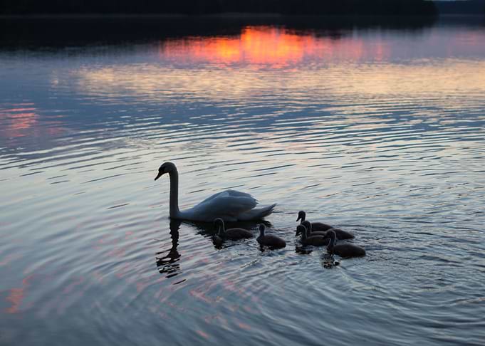 Silhouettes Of Swans Famil