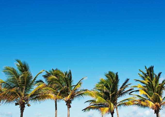 Palm Trees