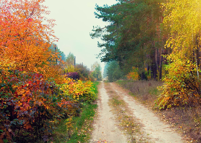 Rural Dirt Road In Autumn
