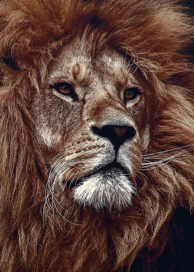 WIld lion face poster