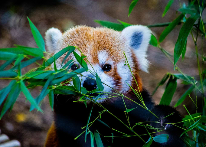 Red Panda