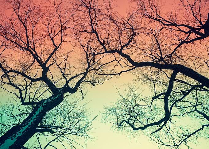 Trees Silhouettes Against