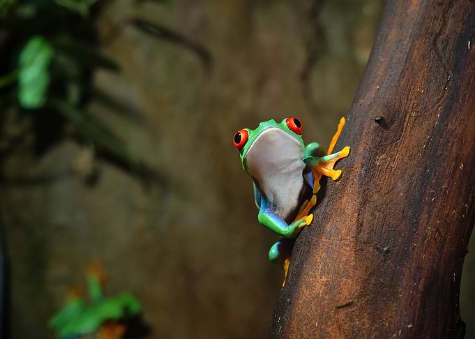 RedEye Frog Agalychnis Ca