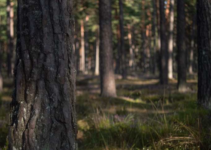 View Into Woods