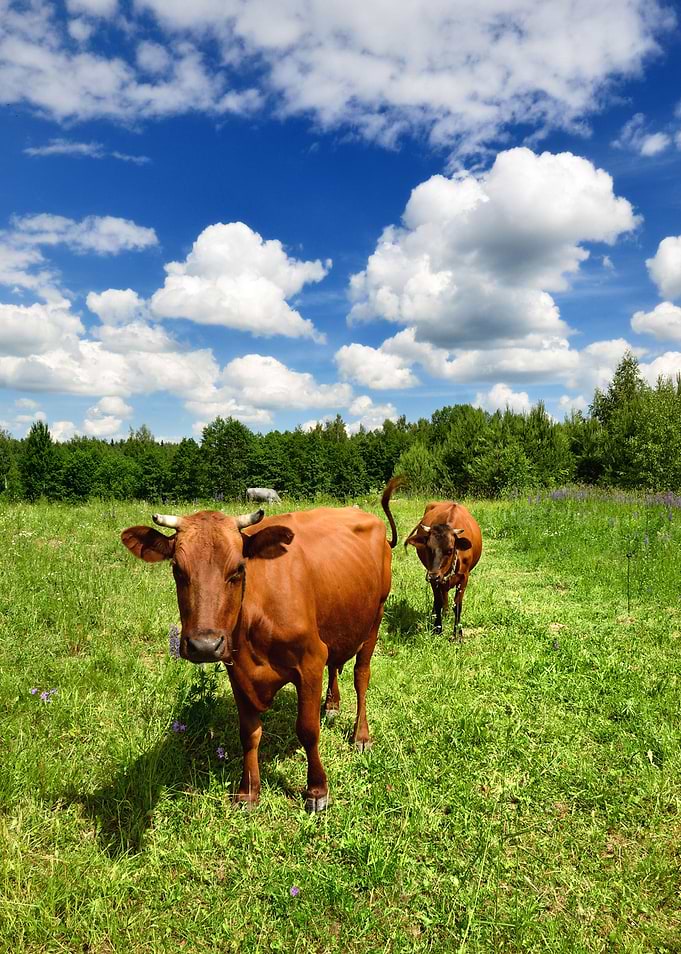 Two Cows At The Green Agai