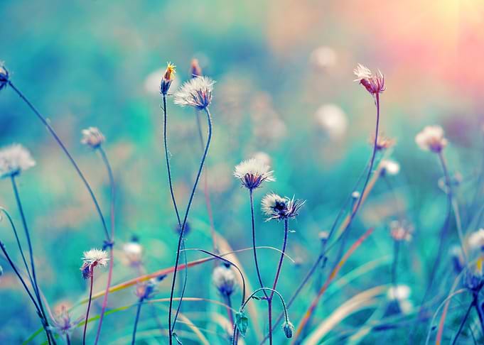 Blue Vintage Herbal Field
