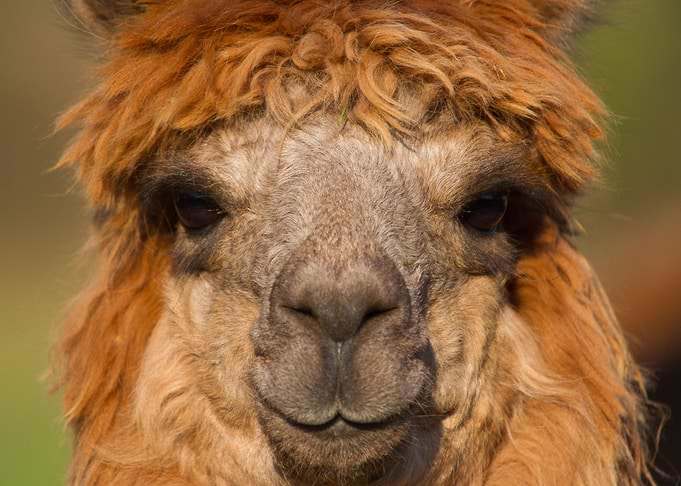 Alpaca Portrait With Brown