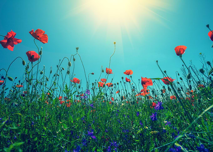 Poppy Flowers Against The