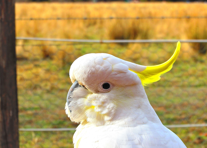 COCKATOO parrot