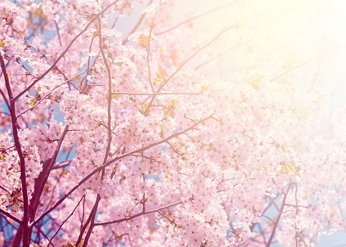 Vintage Blossoming Cherry