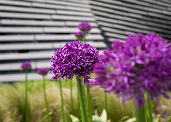 Purple flowers