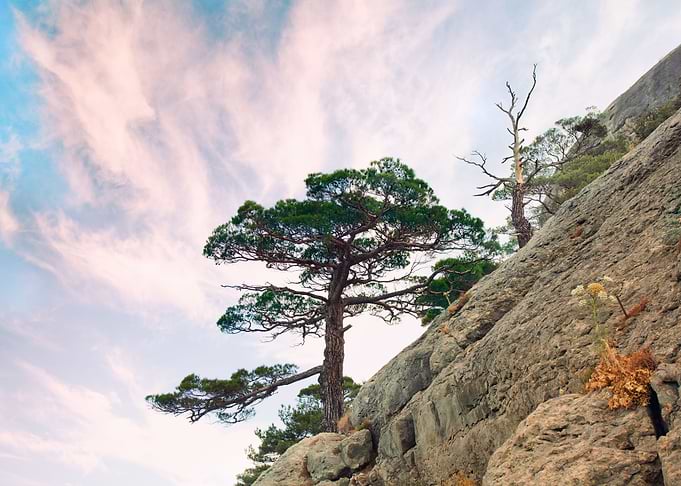 Pine Tree On The Mountain