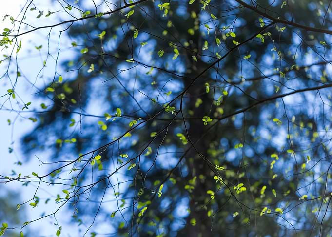 Springtime Tree Branch Wit