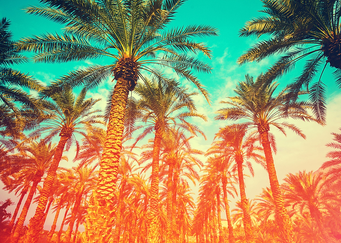 Vintage Date Palm Trees Pl