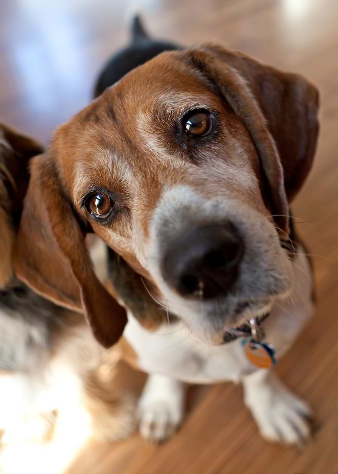Beagle Head Tilt