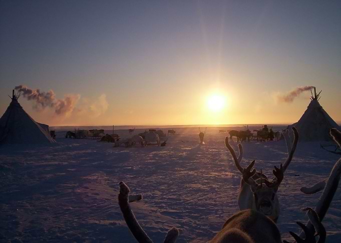 Reindeer Against A Tundra