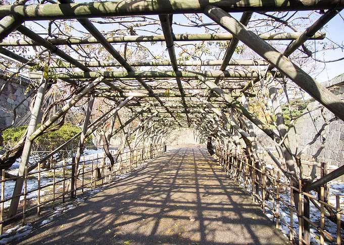 Tree Tunnel At Hakodate Ja