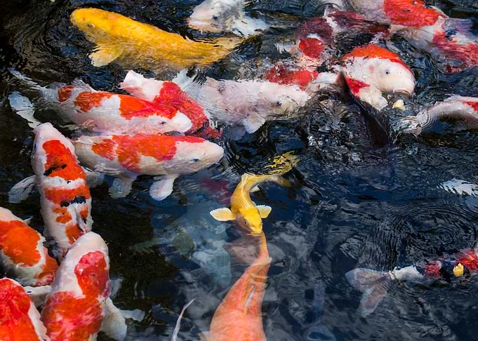 Carps Fish