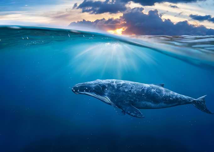 Whale In Half Air