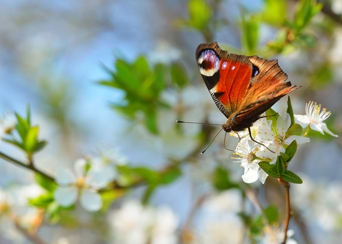 Peacock Butterfly Feeding