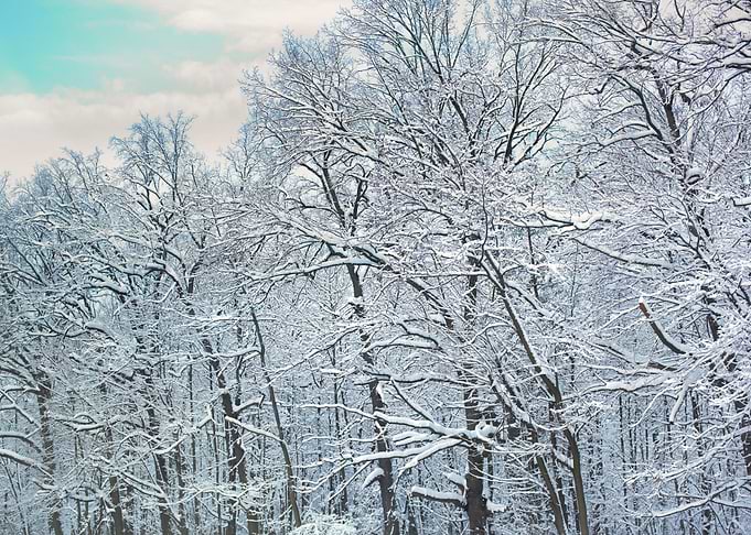 Winter Forest