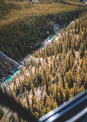 Creek in canadian forrest