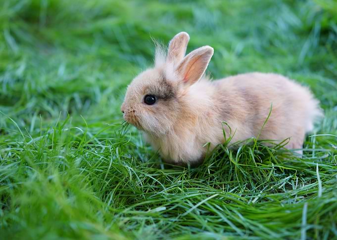 A Young Rabbit Sitting On