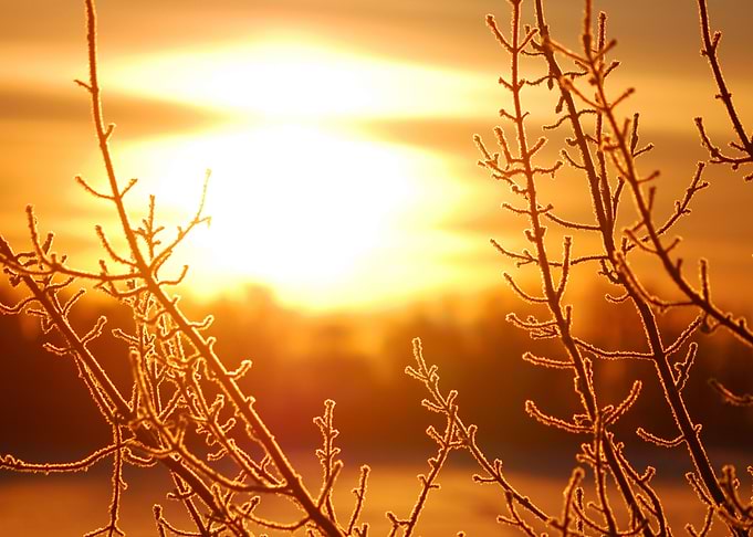 Frost On Tree At The Lake